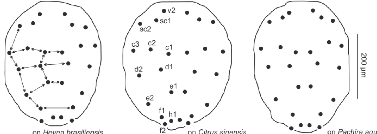 Figura 24. Padrão de distribuição das setas dorsais do idiossoma de fêmeas de E. banksi oriundas de H