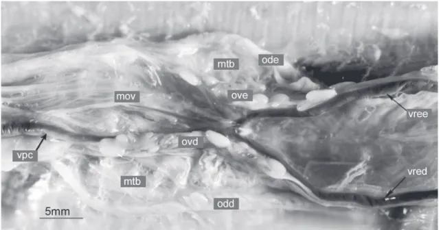 Figura 11. Leposternon microcephalum: morfologia externa do aparelho genital de uma fêmea, com folículos maduros e ovidutos convolutos, em vista ventral