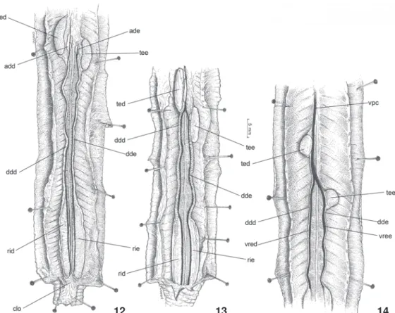 Figura 15. Cercolophia cuiabana: morfologia externa dos rins, em vista ventral. (ig) Intestino grosso, (rid) rim direito maior, (rie) rim esquerdo