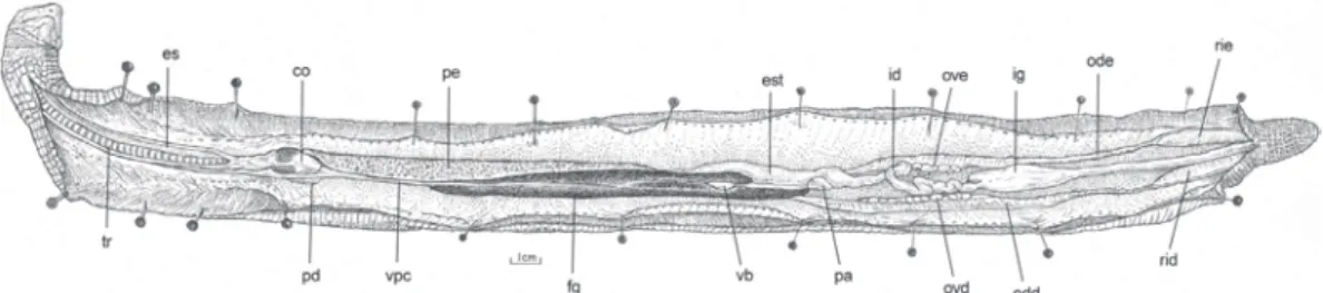 Figura 4. Leposternon microcephalum: morfologia interna da por- por-ção caudal da traquéia (brônquio) e pulmão esquerdo seccionados longitudinalmente, em vista dorsal