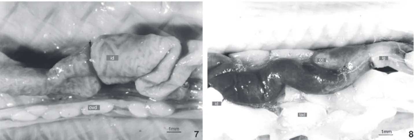 Figura 9. Amphisbaena vermicularis: morfologia externa do fígado, em vista ventral. (est) Estômago, (fg) fígado, (ld) lobo hepático direito, (le) lobo hepático esquerdo, (pe) pulmão esquerdo, (tad) tecido adiposo, (vb) vesícula biliar
