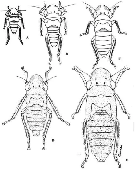 Figura 3. Ninfas de O. facialis, vista dorsal: A. 1 o  ínstar; B. 2 o  ínstar; C. 3 o  ínstar; D