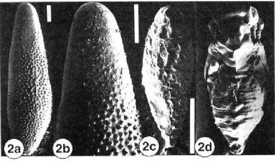 Figura 2. Eletromicrografias de varredura das fases imaturas de M. uniraptor. 2a e 2b da fase de ovo; 2c da fase larval - 1º ínstar; e 2d da fase de pupa