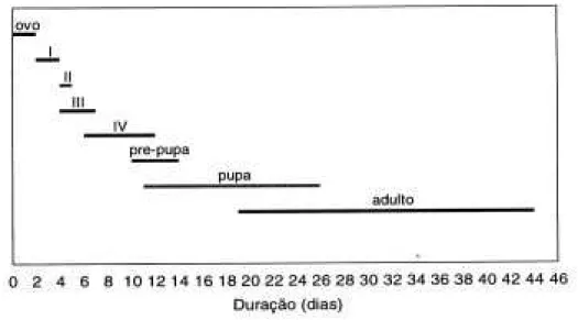 Figura 3. Tempo de desenvolvimento total das fases imaturas e longevidade do parasitóide M