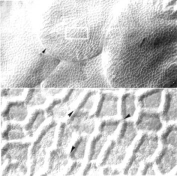 Figura 1. Ovo de D. saccharalis com indicação da área e local da superfície amostrada para a contagem do número e tamanho de aerópilas (parte superior: seta indica a posição da micrópila - 125x; parte inferior: setas indicam as aerópilas - 1.000x).