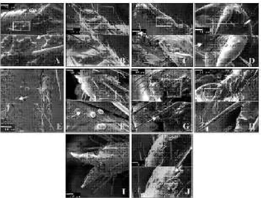 Figura 1. Alterações no comportamento de limpeza de Heterotermes tenuis inoculado com Beauveria bassiana (isolado 634) (A a F) e  Metarhizium anisopliae (isolado E-9) (G a J).