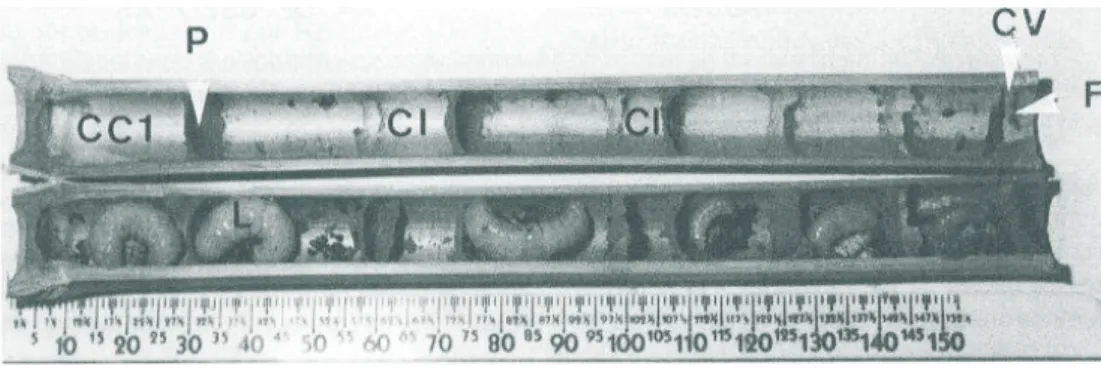 Figura 2. Ninho de Monobia angulosa contendo células de cria (CC), células intercalares (CI), partições celulares (P), célula vestibular (CV), fechamento (F) e larvas (L).