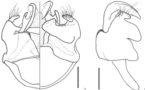 Figs 7-8 Cápsula genital de Xylocopa macambirae sp. nov., macho: 7) vista dorsal e vista ventral, 8) vista lateral