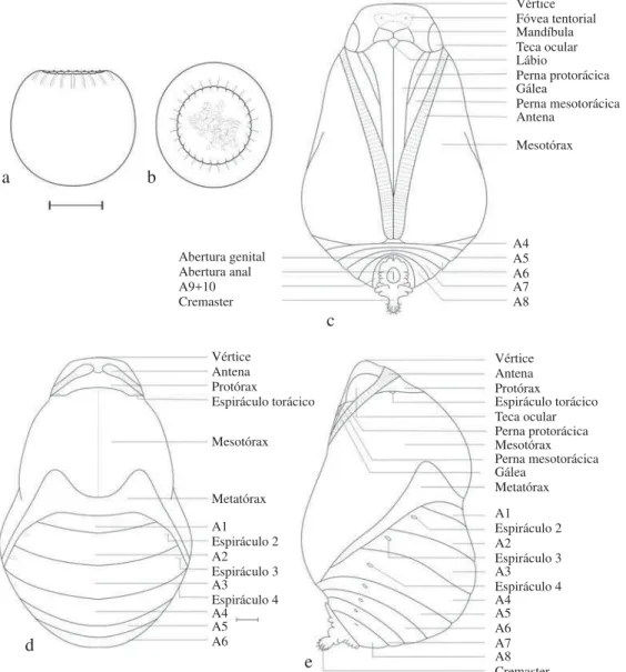 Fig 7 a) Ovo, vista lateral; b) Ovo, vista dorsal, c) Pupa, vista ventral; d) Pupa, vista dorsal; e) Pupa, vista lateral.