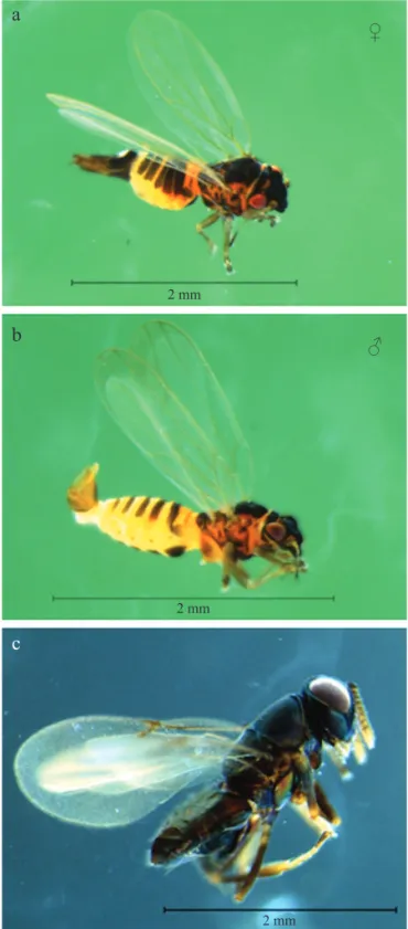 Fig 1 Fêmea (a) e macho (b) de Ctenarytaina eucalypti e  adulto de Psyllaephagus pilosus (c).