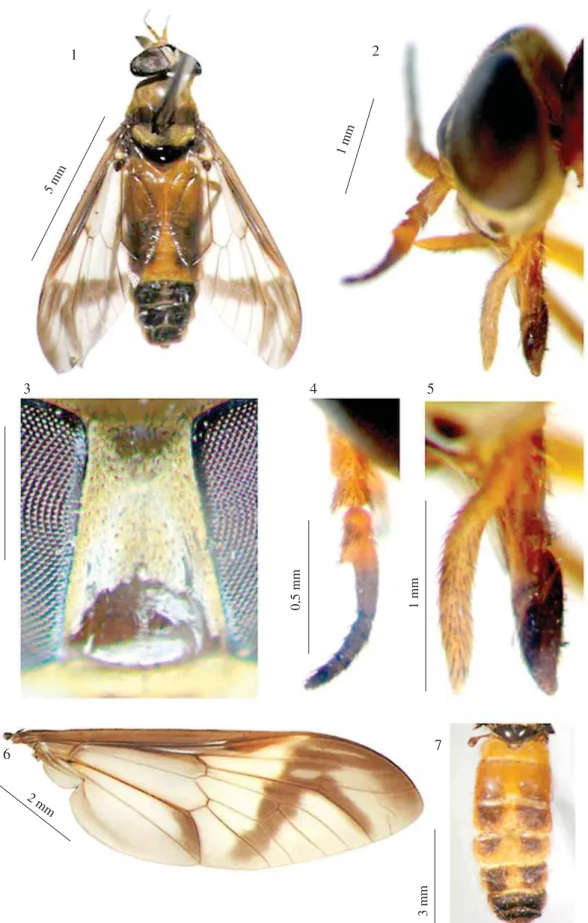 Figs 1-7 Fêmea de Dichelacera (Dichelacera) gemmae sp.n. 1)vista dorsal, 2) cabeça em vista lateral, 3) fronte, 4) antena, 5)  palpo, 6) asa, 7) abdome