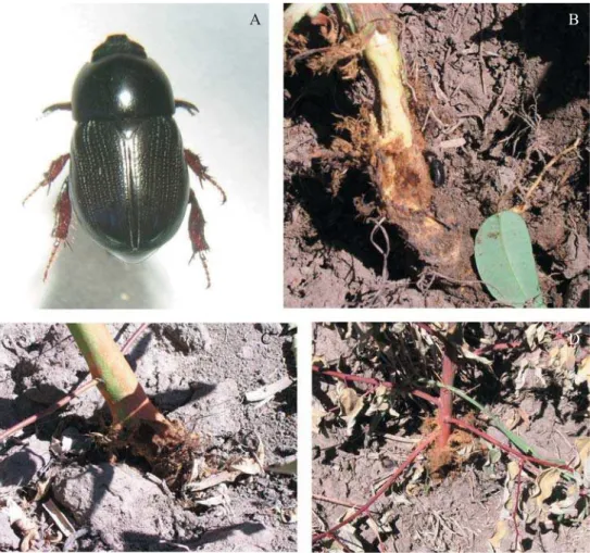 Fig. 1. Adulto de E. humilis (A,B) e danos em plantas de eucalipto (C,D).