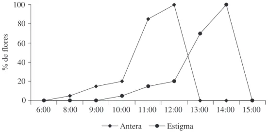 Fig. 2. Horários da abertura da antera e dos lobos estigmáticos em T. stans ao longo do dia.