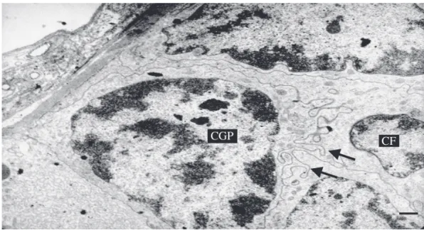 Fig. 3. Micrograia eletrônica de transmissão mostrando a região do germário com células germinativas primordiais bem unidas,  núcleos volumosos (N) e citoplasma escasso