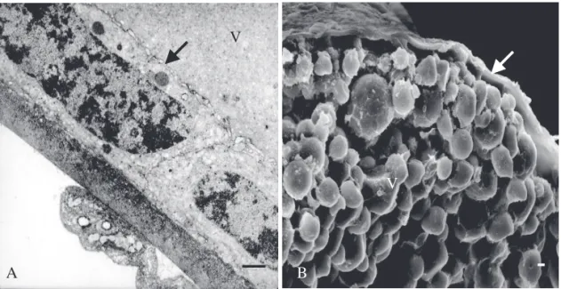 Fig. 5. Região menos desenvolvida do vitelário, onde se observam células foliculares com morfologia cúbica (setas); V = vitelo
