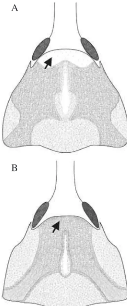 Fig. 2. Distribuição da pilosidade no pronoto de fêmea (A)  e macho (B) de  C. psidii .