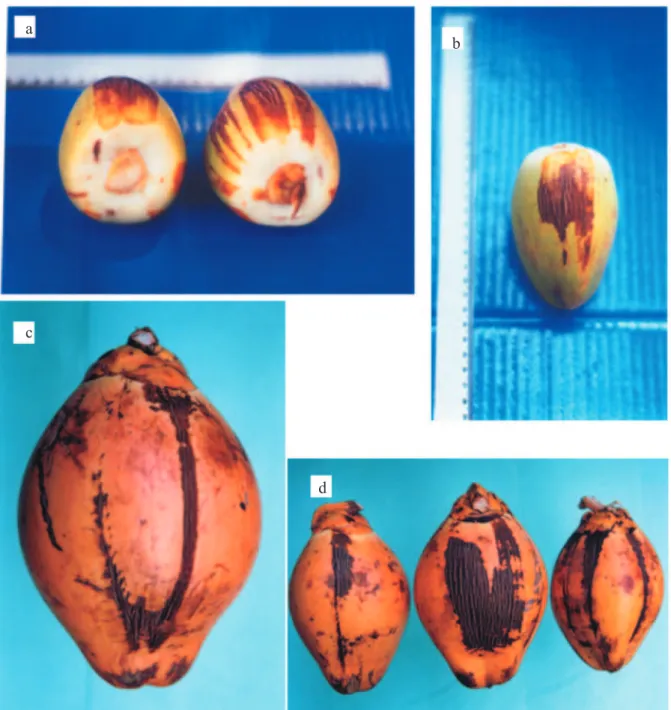 Figura 2. Frutos de coqueiro infestados por S. furcatus. (a, b) frutos em início de desenvolvimento;  (c, d)  frutos desenvolvidos.