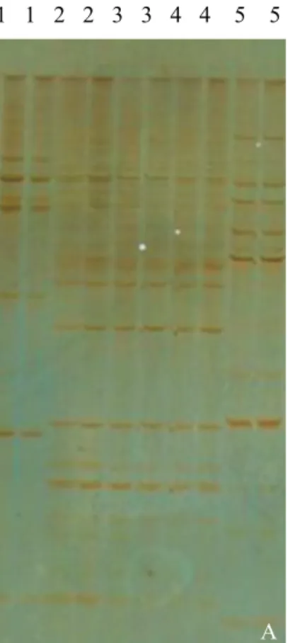 Figura 1. Eletroforese em gel de poliacrilamida 7% do produto da amplificação do DNA extraído de maneira independente de diferentes espécies do gênero Trichogramma, utilizando-se os marcadores UBC 835 (A) e UBC 845 (B)