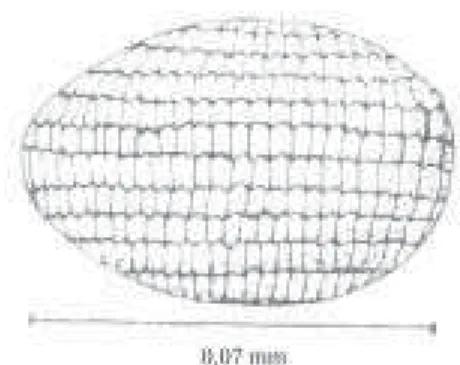 Figura 1. Ovo de B. nuciferae (vista dorsal).