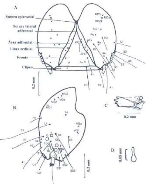 Figura 2. Cabeça de B. nuciferae: mapa de cerdas em vista frontal (A) e lateral esquerda (B), vista lateral interna da mandíbula direita (C) e vista ventral do espinarete (D).
