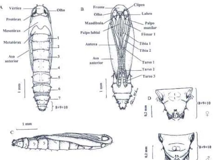 Figura 4. Pupa de B. nuciferae: Vista dorsal (A), ventral (B), lateral esquerdo (C) e ápice  abdominal da fêmea e do macho (ventral) (D).