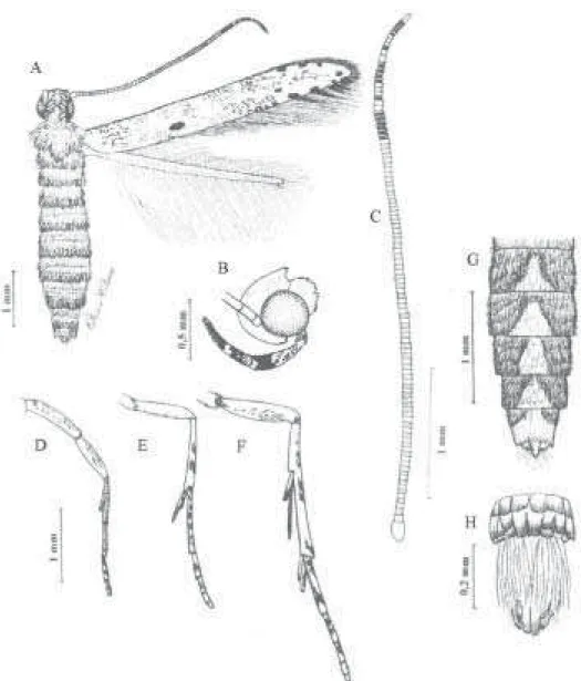 Figura 5. Adulto de B. nuciferae: Vista dorsal (A); cabeça, em vista lateral (B); antena (C); pernas protorácicas (D);