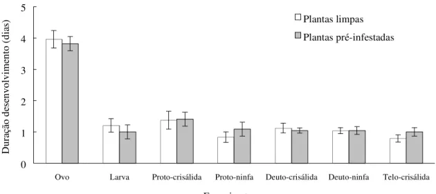 Figura 1. Duração das fases imaturas do ácaro rajado, T. urticae, em discos foliares provenientes de plantas limpas e de plantas pré-infestadas de morangueiro ‘IAC Campinas’ (25ºC, UR 70 ± 10% e fotofase de 14h)