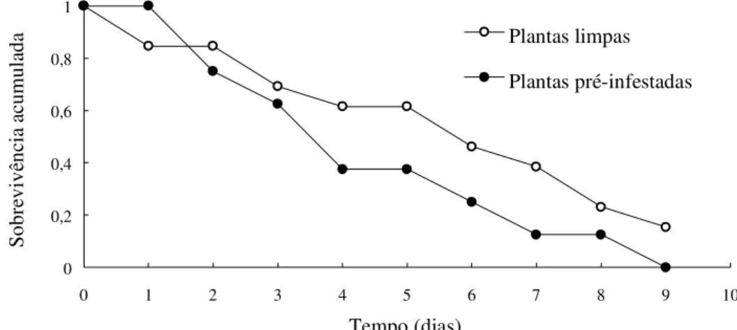 Figura 3. Sobrevivência de fêmeas do ácaro rajado T. urticae, em discos foliares provenientes de plantas limpas e pré- pré-infestadas de morangueiro ‘IAC Campinas’ (25ºC, UR 70 ± 10% e fotofase de 14h)