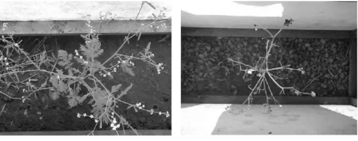 Figura 1. Plantas de losna branca que receberam infestação artificial (gaiolas) com lagartas de C