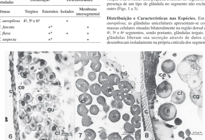 Figura 6-8. Detalhe das glândulas unicelulares. 6) Exomalopsis  auropilosa – glândulas unicelulares (gu) em grande número, com canalículos extracelulares (ce) desembocando isoladamente na cutícula (c) do esclerito, ci = canalículo intracelular