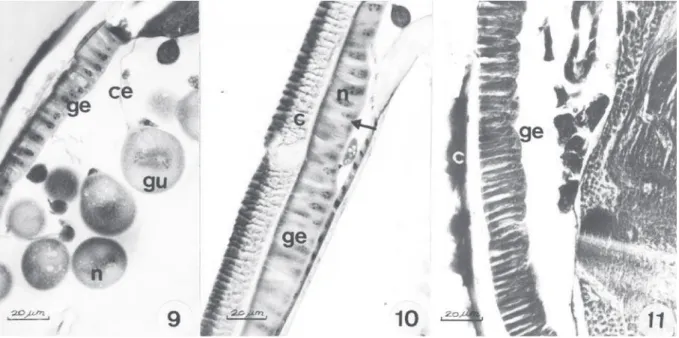 Figura 9-11. Detalhe das glândulas epiteliais. 9) Epicharis flava – glândula epitelial (ge) com células altas