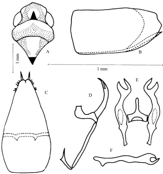 Figura 1. Paraphysiana diminuta sp. nov.: A, cabeça, pronoto e escutelo, vista dorsal; B, pigóforo, vista lateral; C, placas subgenitais, vista ventral; D, edeago e paráfise, vista lateral; E, conetivo e estilos, vista dorsal; F, estilo, vista lateral.