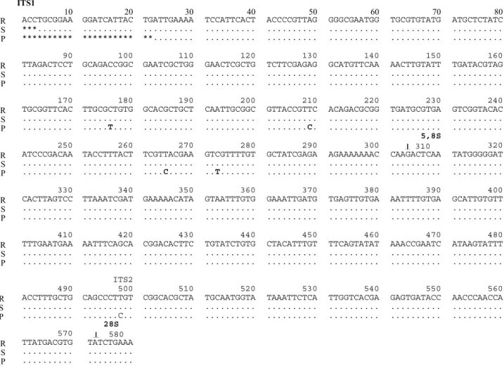 Figura 1. Alinhamento das seqüências das regiões ITS1, 5,8S e ITS2 do DNA ribossomal de populações de E
