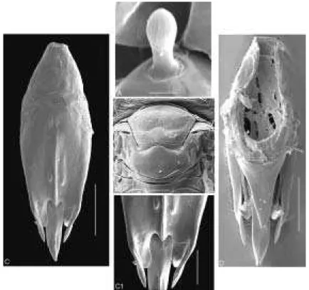 Figura 8. T. lasallei. A - sensilo basicônico (10000x, 1 µm); B - mesoescuto e escutelo (550x, 20 µm); C - cápsula genital ventral (775x, 20  µ m), C1 - detalhe apical (1750x, 10  µ m); D - cápsula genital dorsal (775x, 20  µ m).