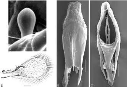 Figura 9. T. lopezandinensis. A – sensilo basicônico (15000x, 1 µm); B – cápsula genital ventral (925x, 20 µm); C – cápsula genital dorsal (925x, 20  µ m); D – asa anterior e posterior (50  µ m).