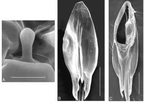 Figura 10. T. nerudai. A - sensilo basicônico (21690x, 1 µm); B - cápsula genital ventral (1930x, 20 µm); C - cápsula genital dorsal (1400x, 10  µ m).