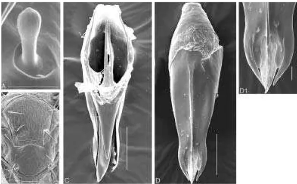 Figura 11. T. pintoi. A - sensilo basicônico posição 3 (28040x, 1 µm); B – mesoescuto e escutelo (1280x, 10 µm); C - cápsula genital dorsal (1520x, 10  µ m); D - cápsula genital ventral (1420x, 10  µ m); D1 - detalhe apical da cápsula genital (5910x, 3 µ m