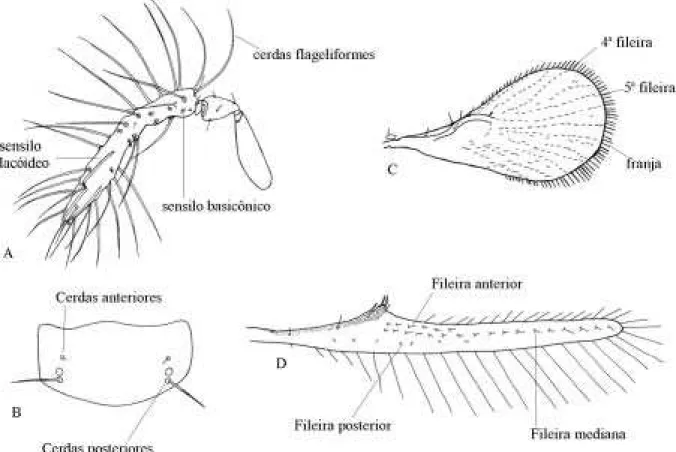 Figura 1. Morfologia de Trichogramma. A - antena do macho; B - escutelo; C - asa anterior; D - asa posterior.