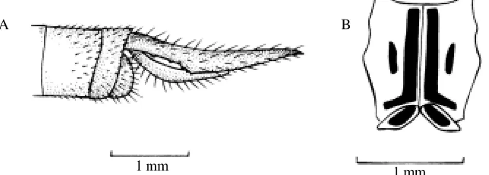 Figura 15. Micrathyria spuria: A: cerco, vista lateral; B: faixa umeral, vista dorsal.