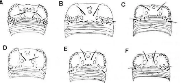 Figura 1. Cabeça (vista dorsal) da fêmea de Frankliniella spp.  A. F. brevicaulis; B. F
