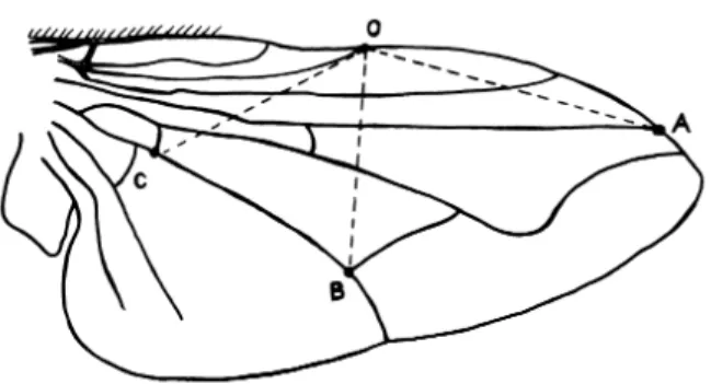 Figura 1. Esquema da asa de M. domestica mostrando os pontos a partir dos quais foram feitas as medidas morfométricas.