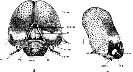 Figura 3. Cabeça da lagarta de Lonomia obliqua de sexto ínstar: a) vista frontal; b) vista lateral