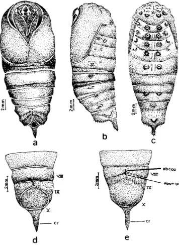 Figura  5. Pupas de L. obliqua: a) vista ventral; b) vista lateral; c) vista dorsal; d) segmentos terminais de macho, vista ventral; e) segmentos terminais de fêmea, vista ventral;