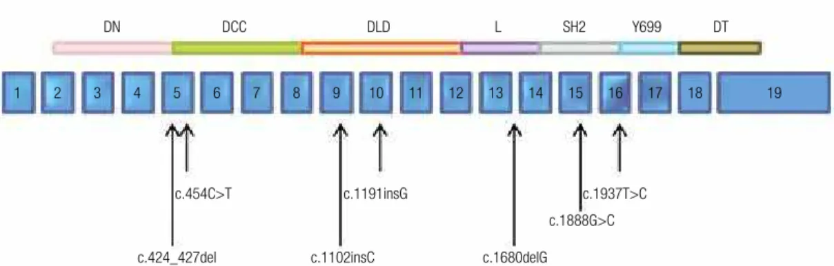 Tabela 1. Resumo dos principais achados clínicos dos pacientes com defeitos em homozigose no gene STAT5B descritos na literatura