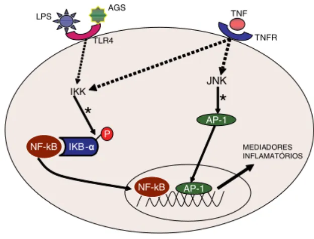 Figura 1. Vias de sinalização dos fatores de transcrição NF- κ B e AP-1. A presença de  lipopolissacarídeos  (LPS)  e  de  ácidos  graxos  saturados  (AGS)  estimula  a  via  de  sinalização  do  fator  de  transcrição  denominado  fator  nuclear  kappa  B