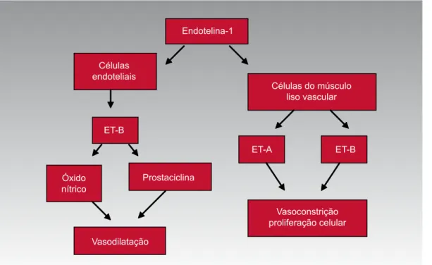 Figura 1. Ação da endotelina pelos receptores ET-B nas células endoteliais causando vasodilatação, e pelos receptores ET-A  e ET-B nas células do músculo liso vascular causando vasoconstrição.