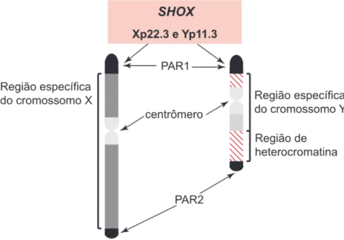 Figura  1.  Localização  das  regiões  pseudoautossômicas  (PAR) e do gene SHOX nos cromossomos sexuais.
