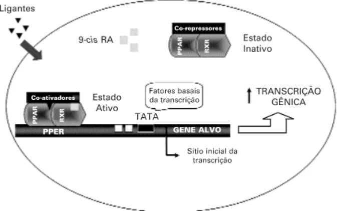 Figura 1. Mecanismo de ativação transcricional pelo PPAR: Requer a liberação do complexo co-repressor (atividade deacetilase da  his-tona), feito por um ligante, e o recrutamento de complexo co-ativador (atividade acetiltransferase)