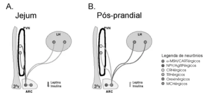 Figura 4. Regulação funcional de neurônios hipotalâmicos responsivos à leptina e à insulina