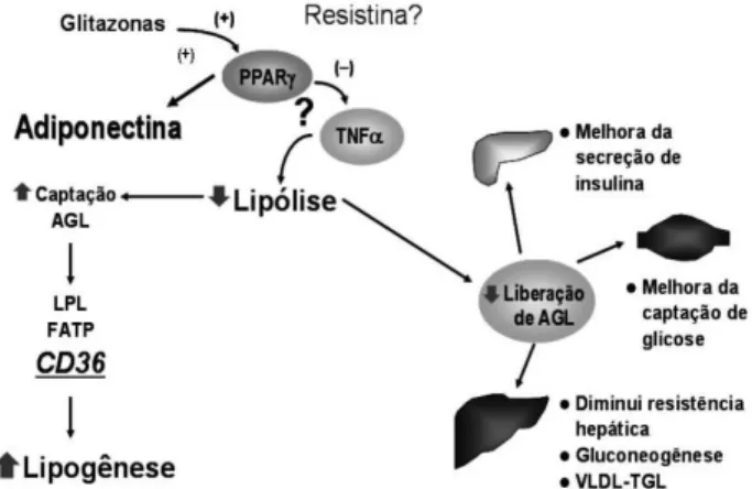 Figura  4. Mecanismos  de  ação  das  glitazonas  no  remo- remo-delamento  do  tecido  adiposo  e  inter-relação  com  as adipocitoquinas.